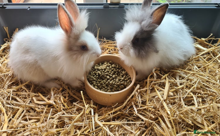 Lionhead rabbits - Advert 9