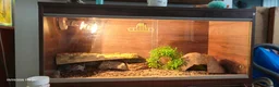 Gecko reptiles for sale: Leopard Geko & Enclosure  - Advert 7