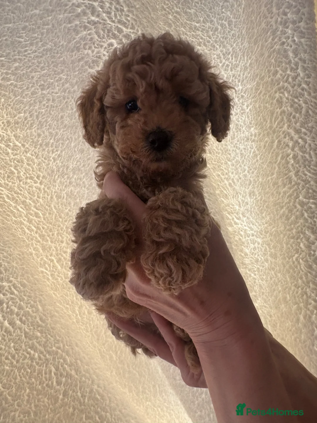 Cavapoo dogs for sale: Reduced to £1500 tiny boy ready on Tues 19th may - Advert 2