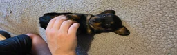 Dachshund dogs for sale: Three long haird beautiful Dachshund in Liverpool - Advert 1