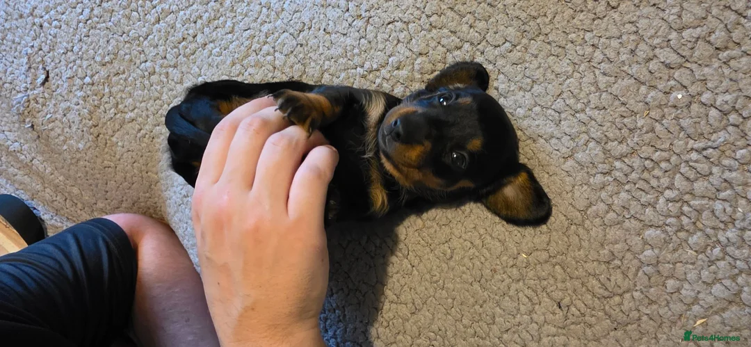 Dachshund dogs for sale: Three long haird beautiful Dachshund in Liverpool - Advert 1