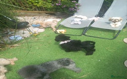 Toy Poodle dogs for sale: *REDUCED*1 WHITE BOY, 1 BLACK GIRL TOY POODLES in Colwyn Bay - Image 26