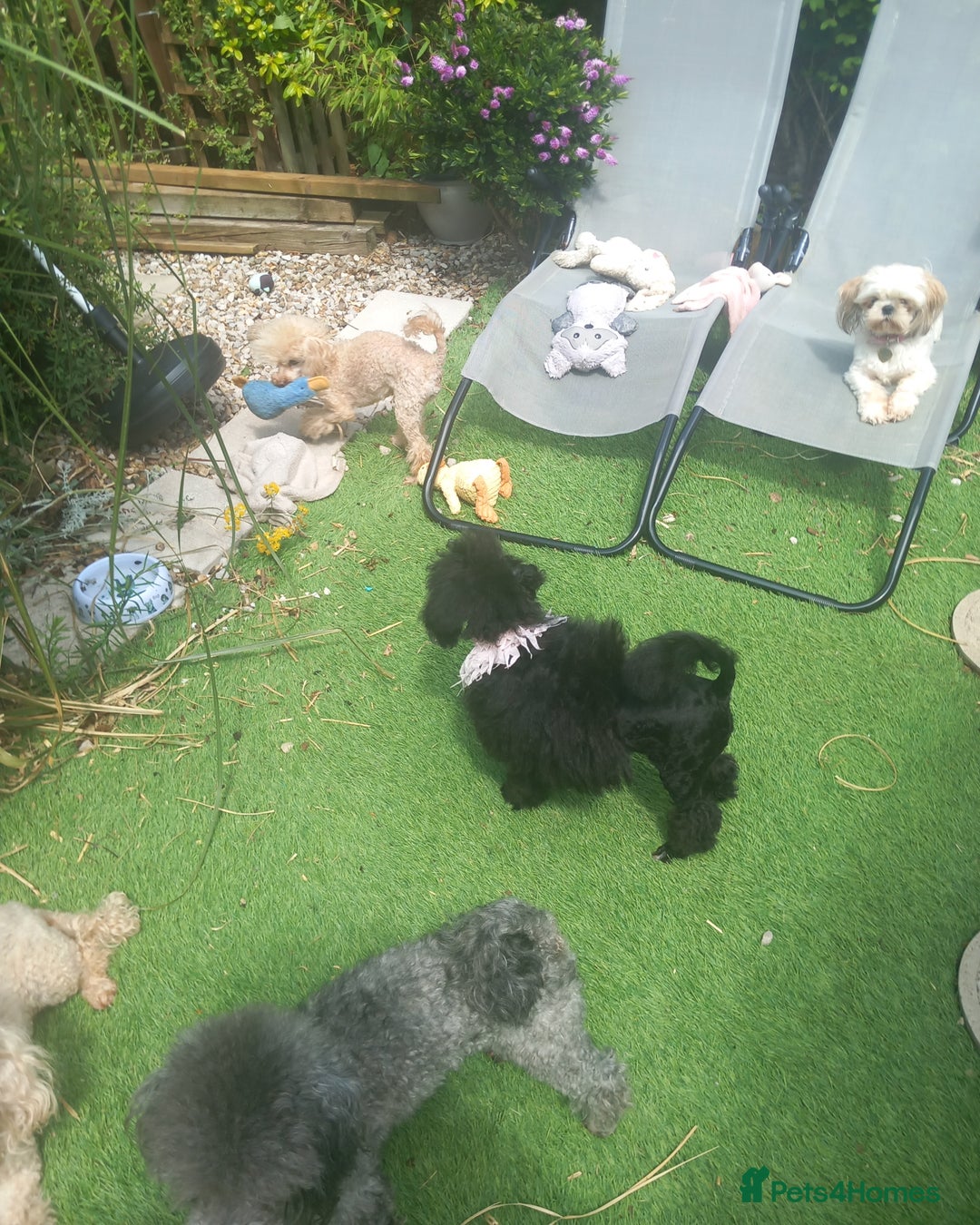 Toy Poodle dogs for sale: *REDUCED*1 WHITE BOY, 1 BLACK GIRL TOY POODLES in Colwyn Bay - Image 26