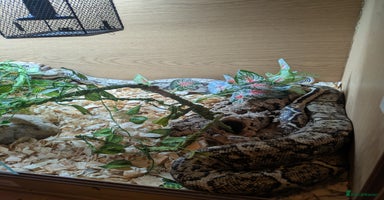 Boa Snake reptiles - Advert 11