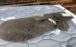 Mini Lop rabbits for sale: Pure mini lops  - Image 16
