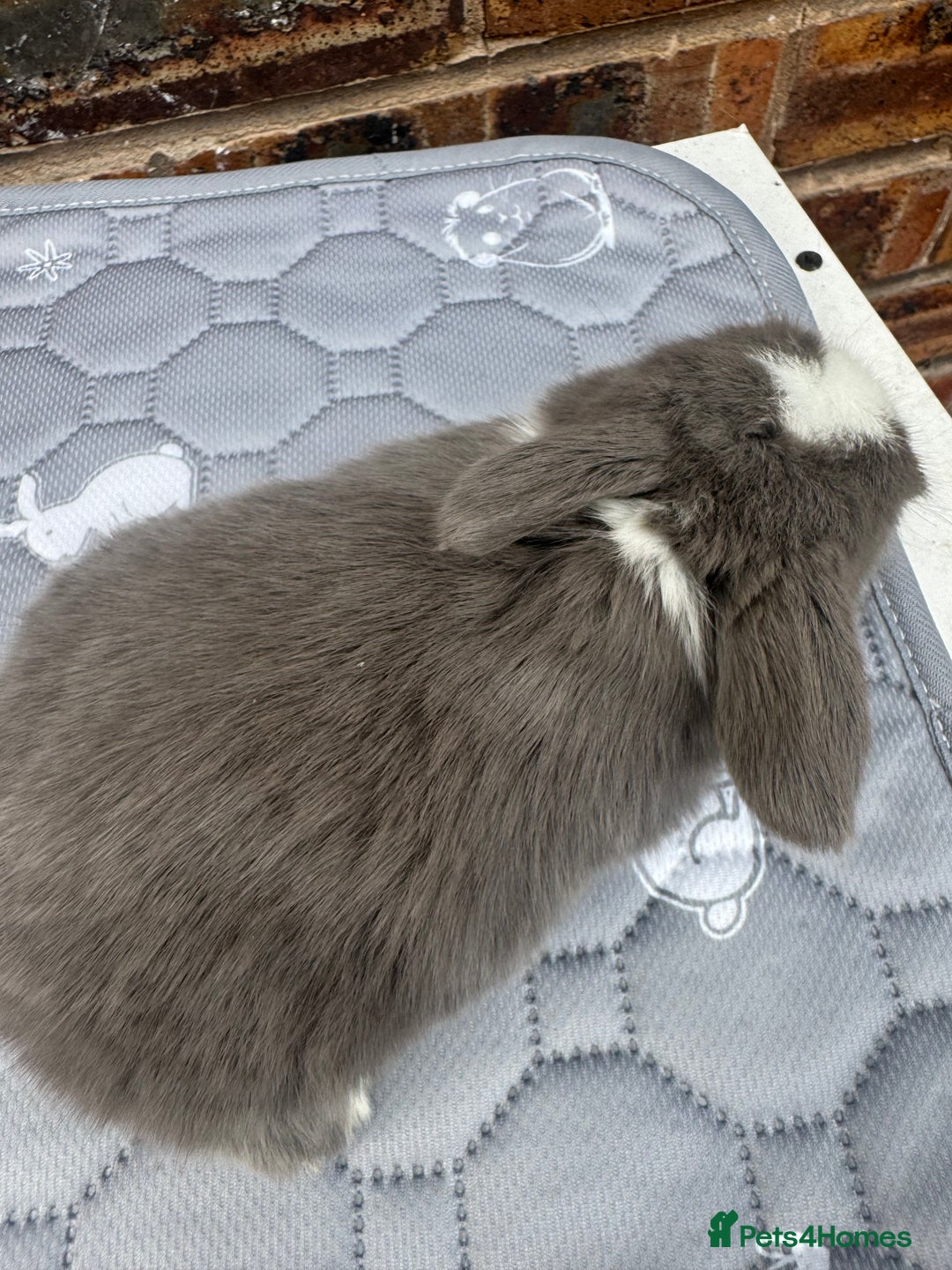 Mini Lop rabbits for sale: Pure mini lops  - Image 16