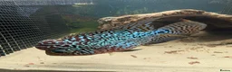 Cichlids fish for sale: KING KONG PARROT FISH AND FLOWERHOWN CICHLIDS - Advert 5