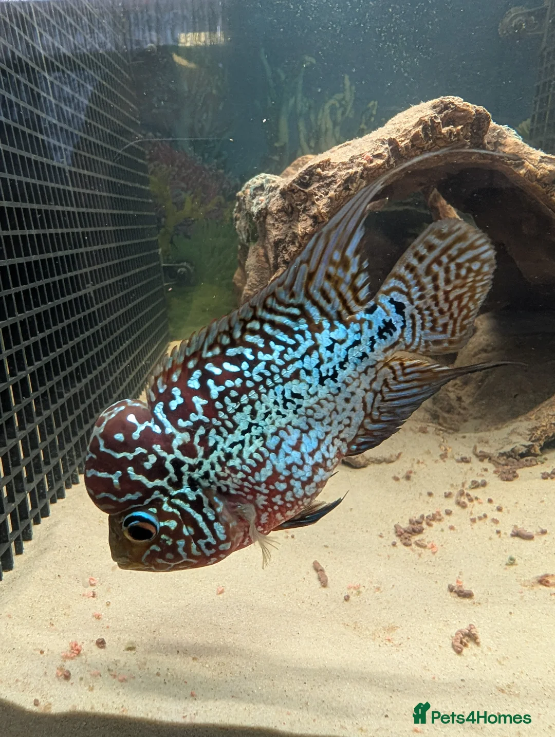 Cichlids fish for sale: KING KONG PARROT FISH AND FLOWERHOWN CICHLIDS - Advert 5