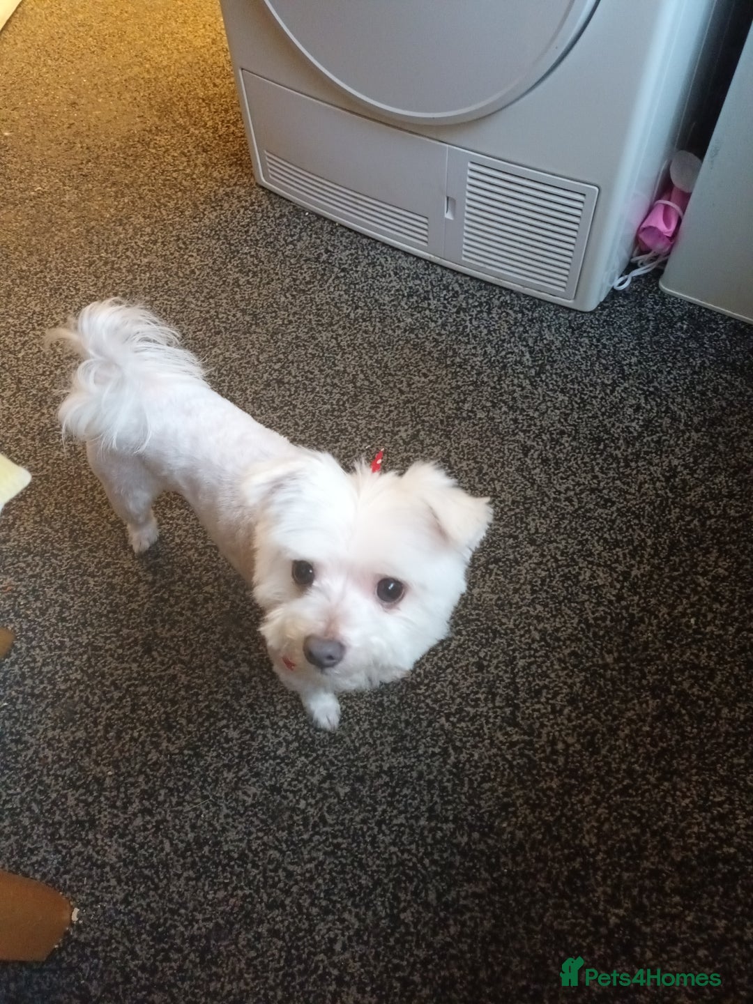 Maltese dogs for sale: Stitch The Maltese  - Advert 1