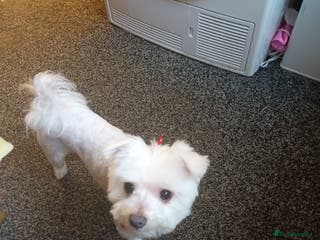 Maltese dogs Stitch The Maltese - Advert 3