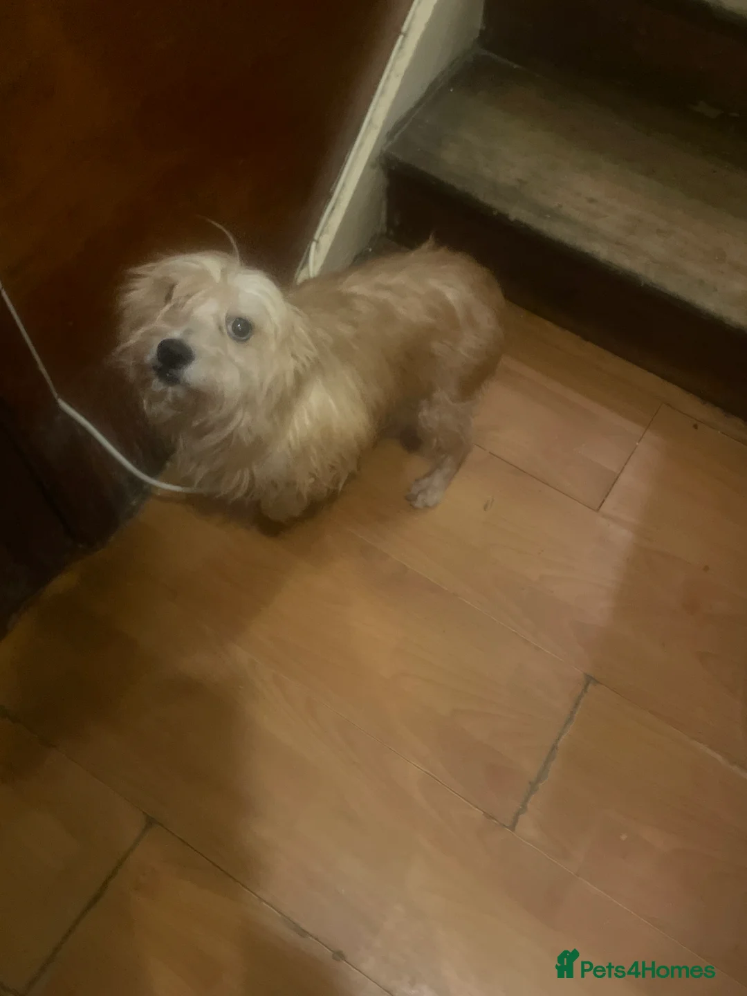 Jack Chi dogs for sale: Jackrussel cross Chihuahua pups in London - Advert 2