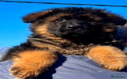 German Shepherd dogs for sale: 💥Champion🩸line KC Reg GermanShepherd puppy’s GSD - Image 21