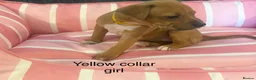 Staffordshire Bull Terrier dogs for sale: Stunning litter of Staffies  - Advert 8