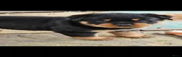 Rottweiler dogs for sale: Beautiful rottweiler puppies  - Advert 2
