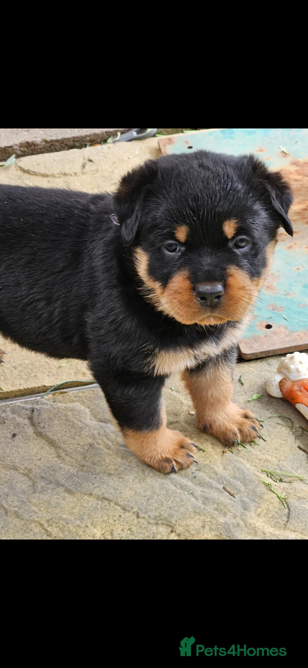 Rottweiler dogs for sale: Beautiful rottweiler puppies  - Advert 2