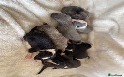 Whippet dogs for sale: Whippet puppies  - Image 2