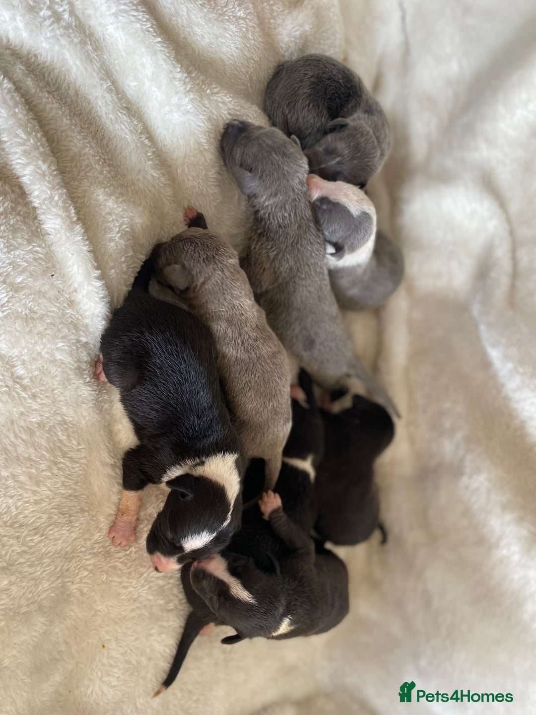 Whippet dogs for sale: Whippet puppies  - Image 2
