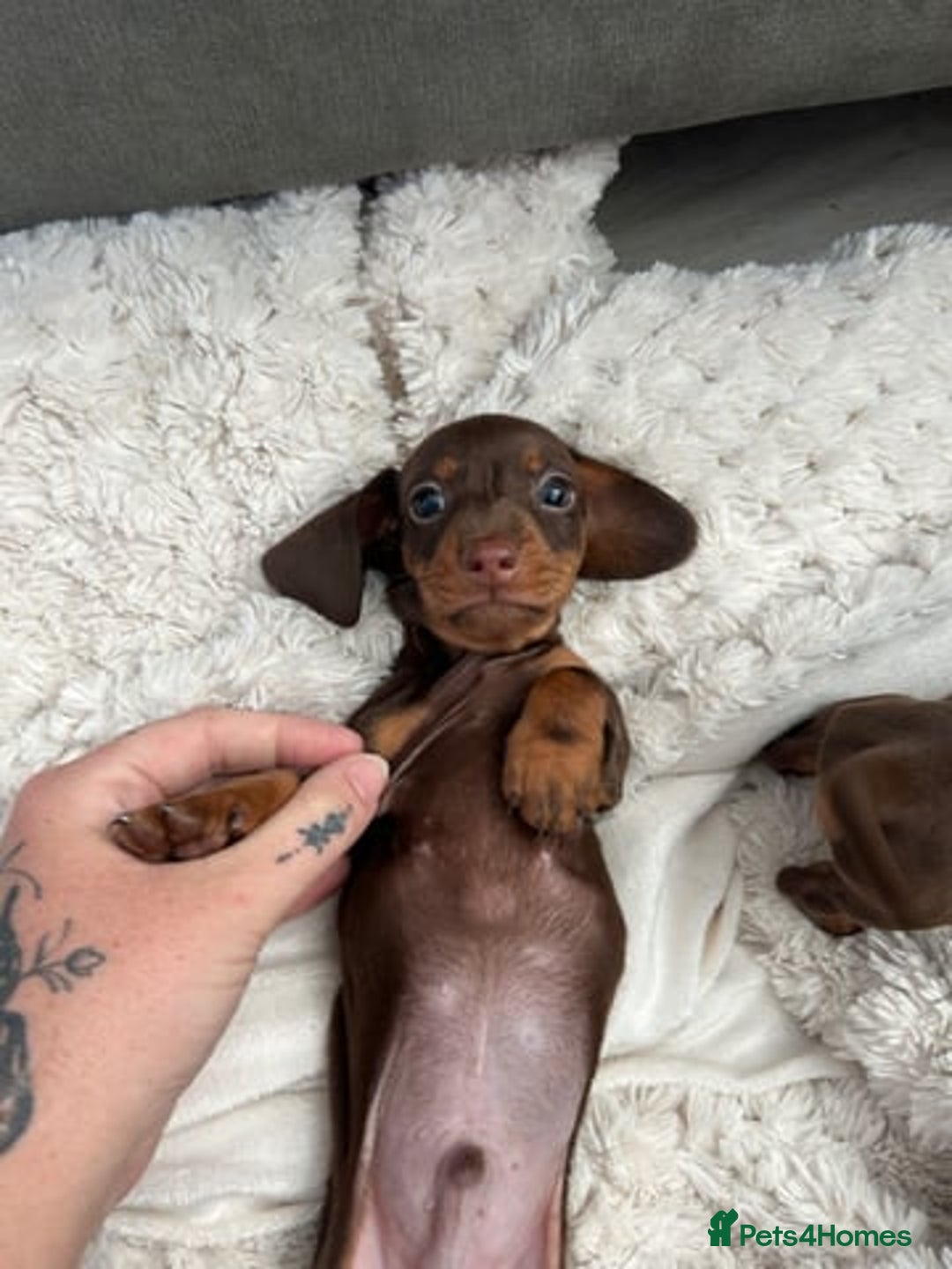 Miniature Dachshund dogs for sale: Miniature Dachshund Puppies  - Image 2