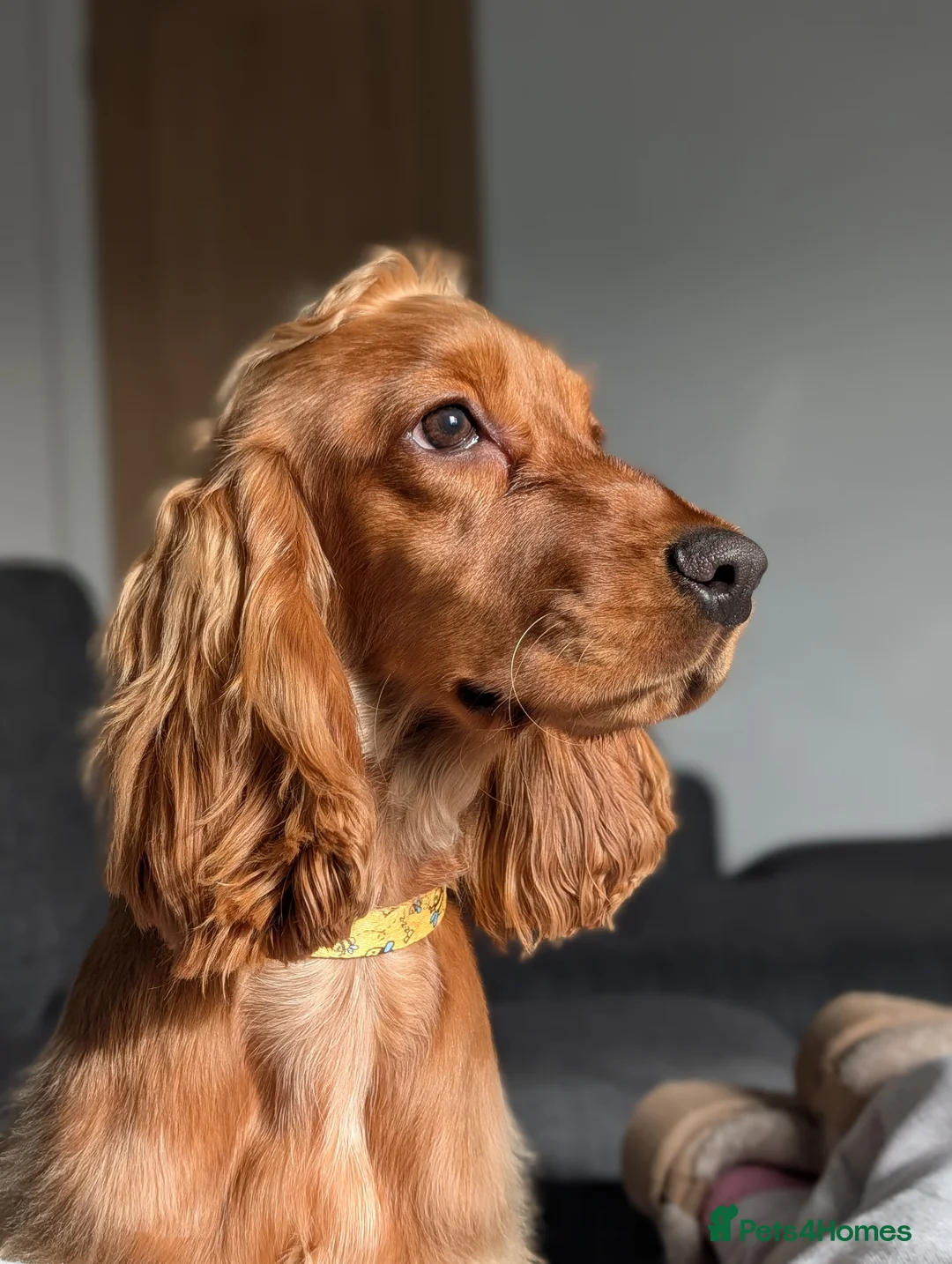 Cocker Spaniel dogs for sale: Show Cocker - Advert 1