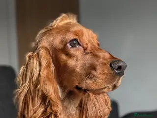 Cocker Spaniel dogs Show Cocker - Advert 1