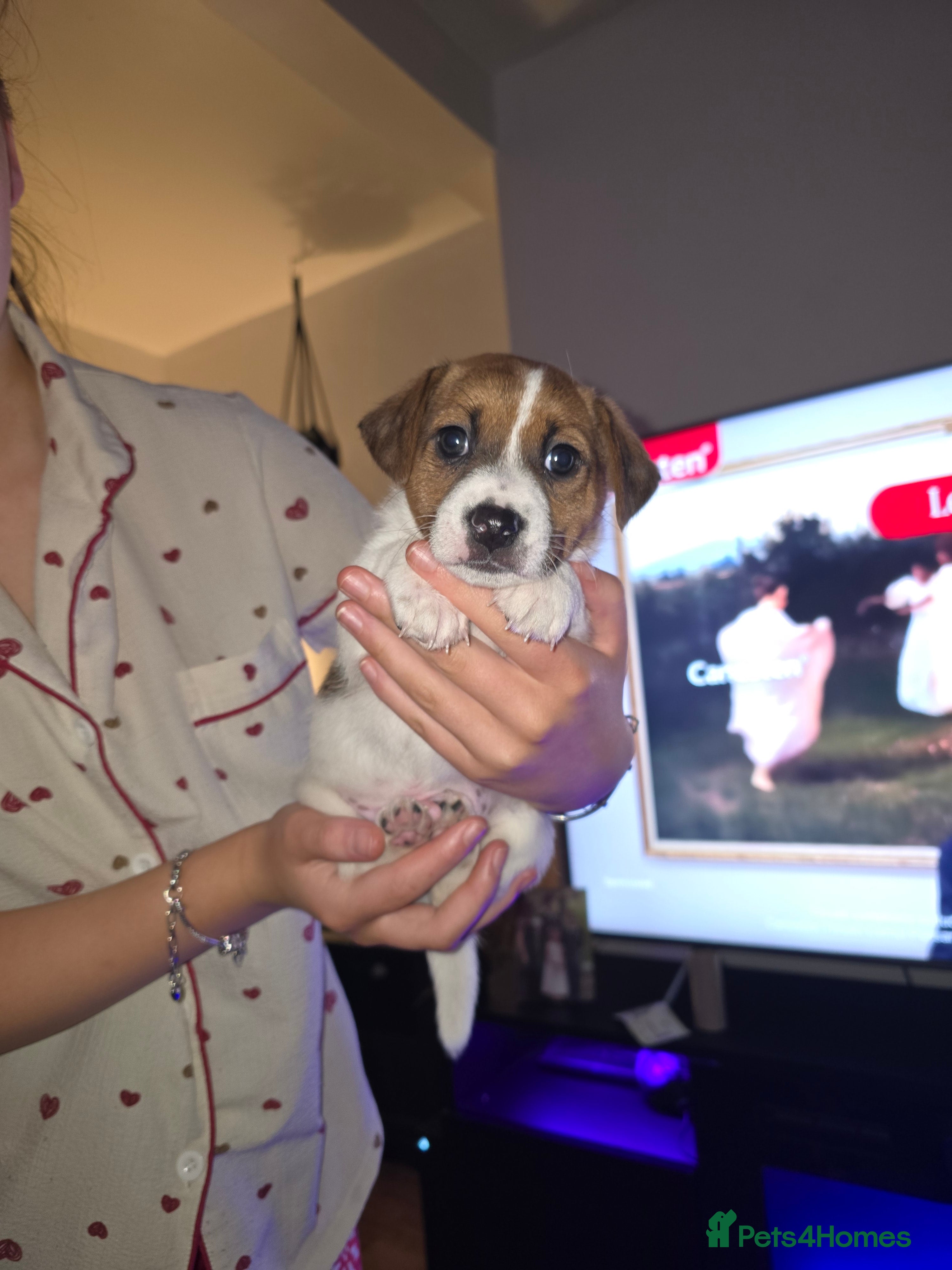 Mixed Breed dogs Jack Russel x Plummer Terrier in Wooler - Advert 6