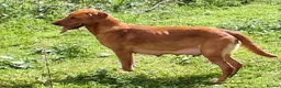 Labrador Retriever dogs for sale: Kc reg fox red labs - Advert 8