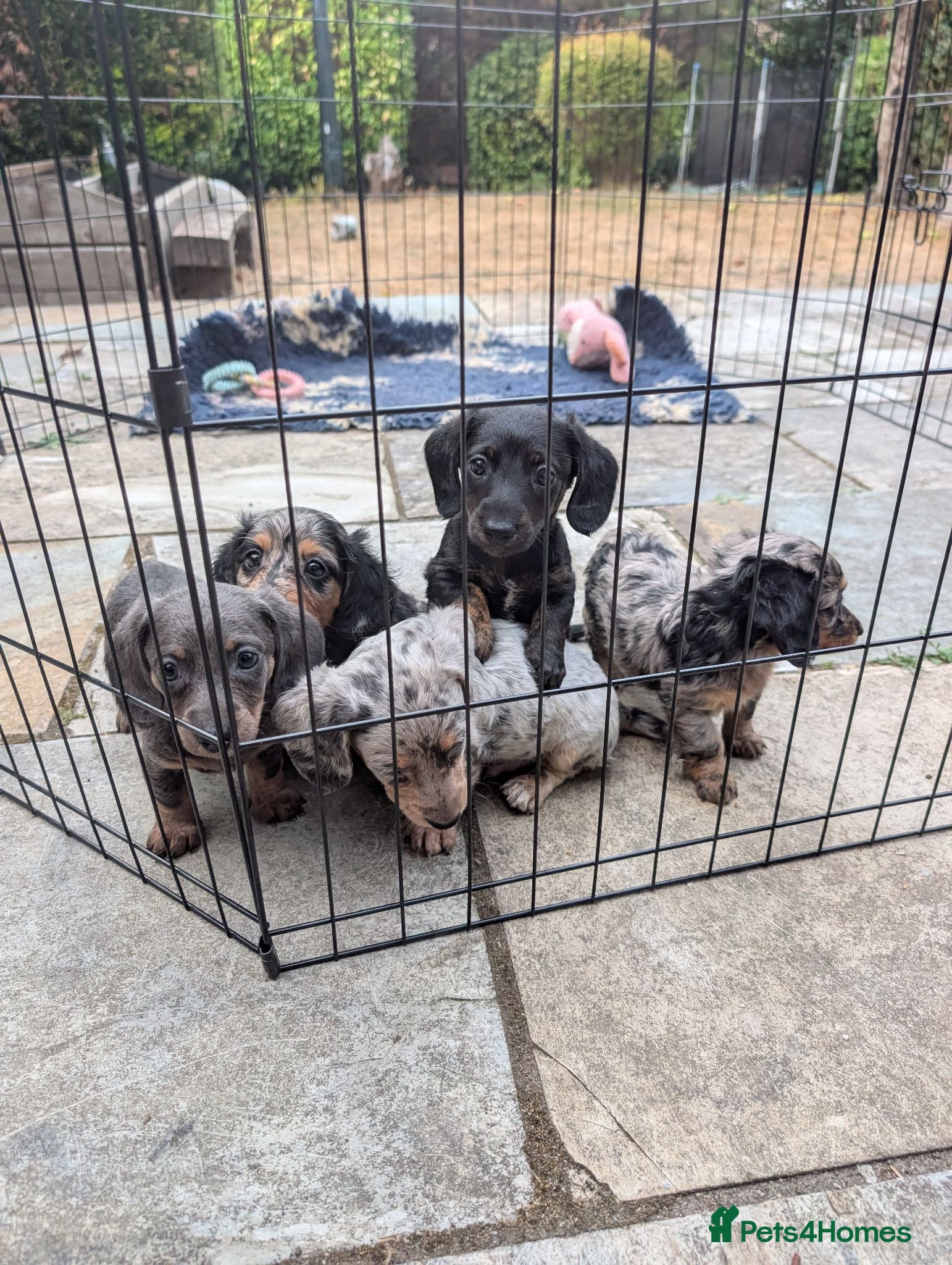 Dachshund dogs Longhaired Miniature Dachshunds - Advert 1