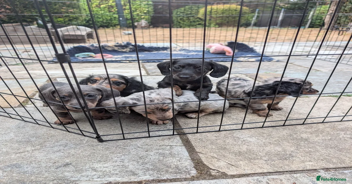 silver-silver-dachshund-puppies-for-sale-pets4homes
