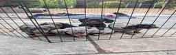 Dachshund dogs for sale: Longhaired Miniature Dachshunds - Advert 1