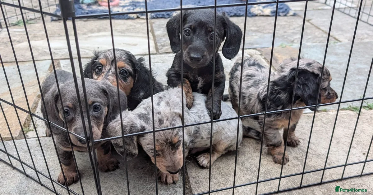 Silver Silver Dachshund Puppies For Sale Pets4Homes silver-silver-dachshund-puppies-for-sale-pets4homes