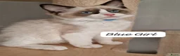 Ragdoll cats for sale: Last 3 Luxury Kittens left -European line Ragdoll - Advert 5