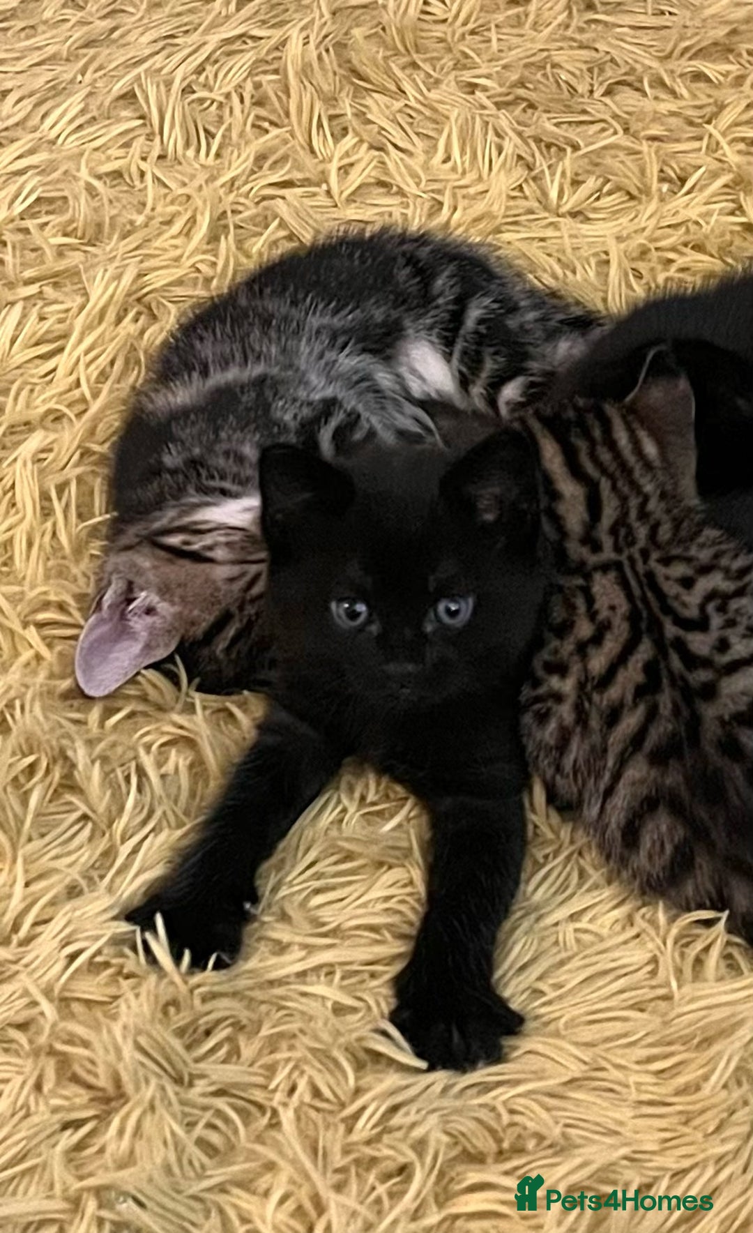 Mixed Breed cats for sale: Big boy - Advert 5