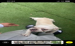 French Bulldog dogs for sale: Premium French Bulldog Puppies  - Advert 15