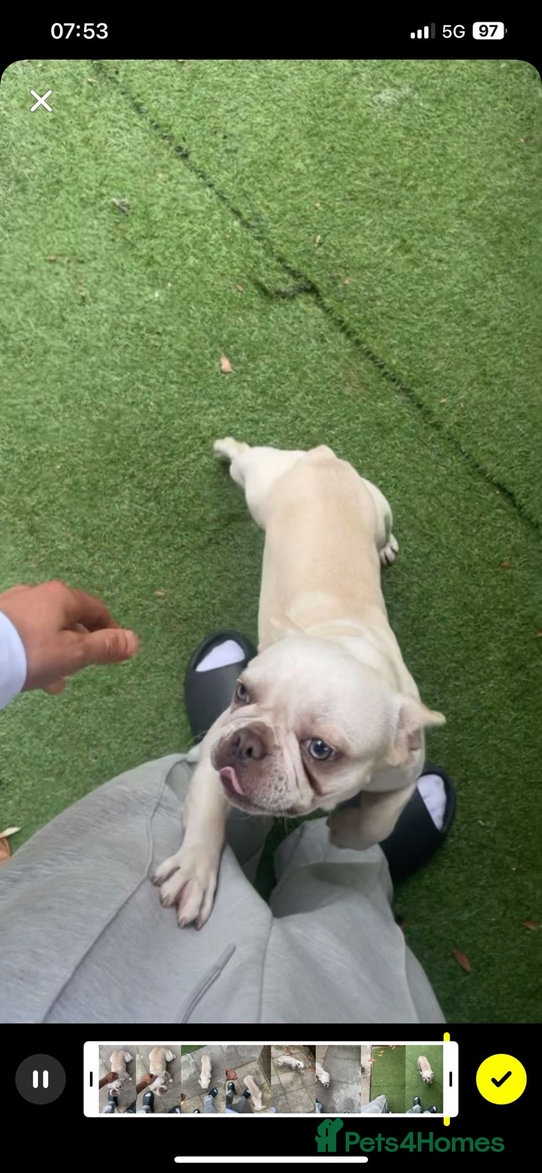 French Bulldog dogs for sale: Premium French Bulldog Puppies  - Advert 15