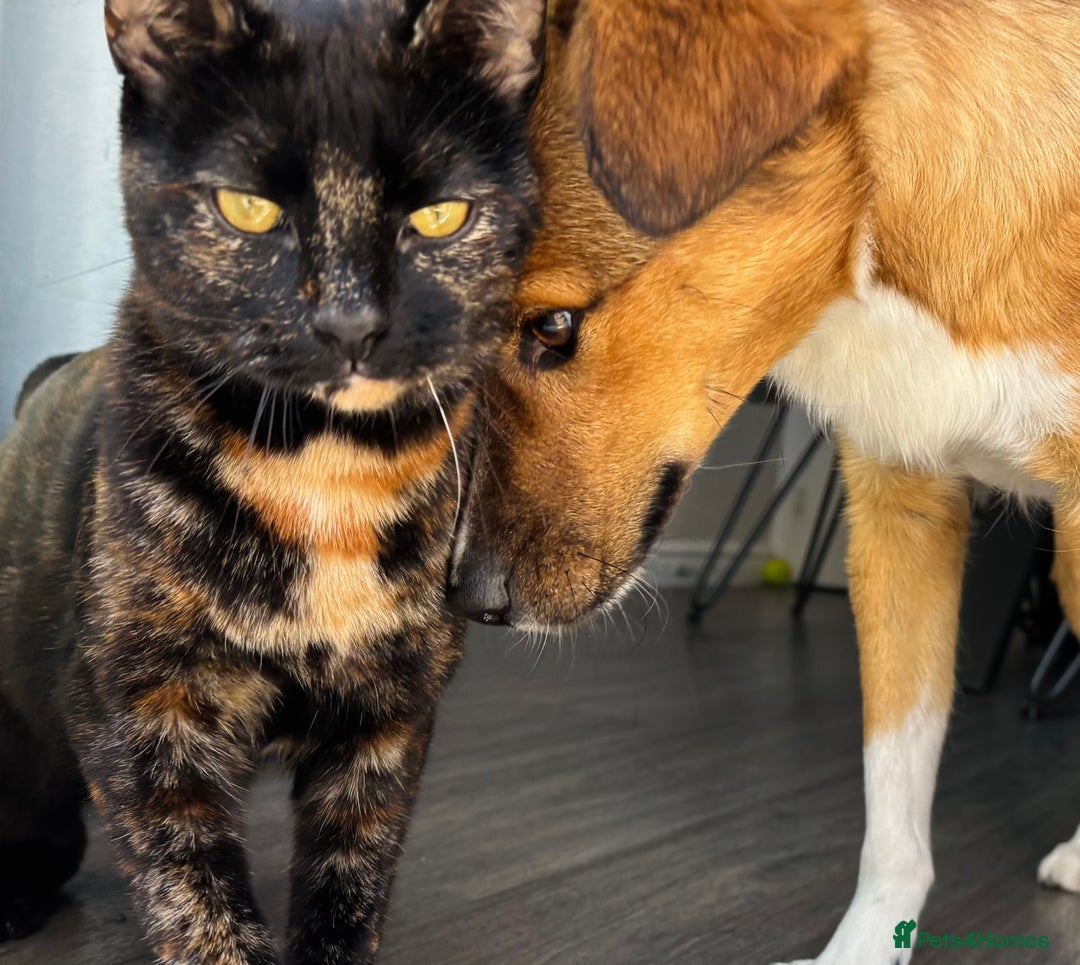 Mixed Breed dogs for sale: Mina  - Image 3