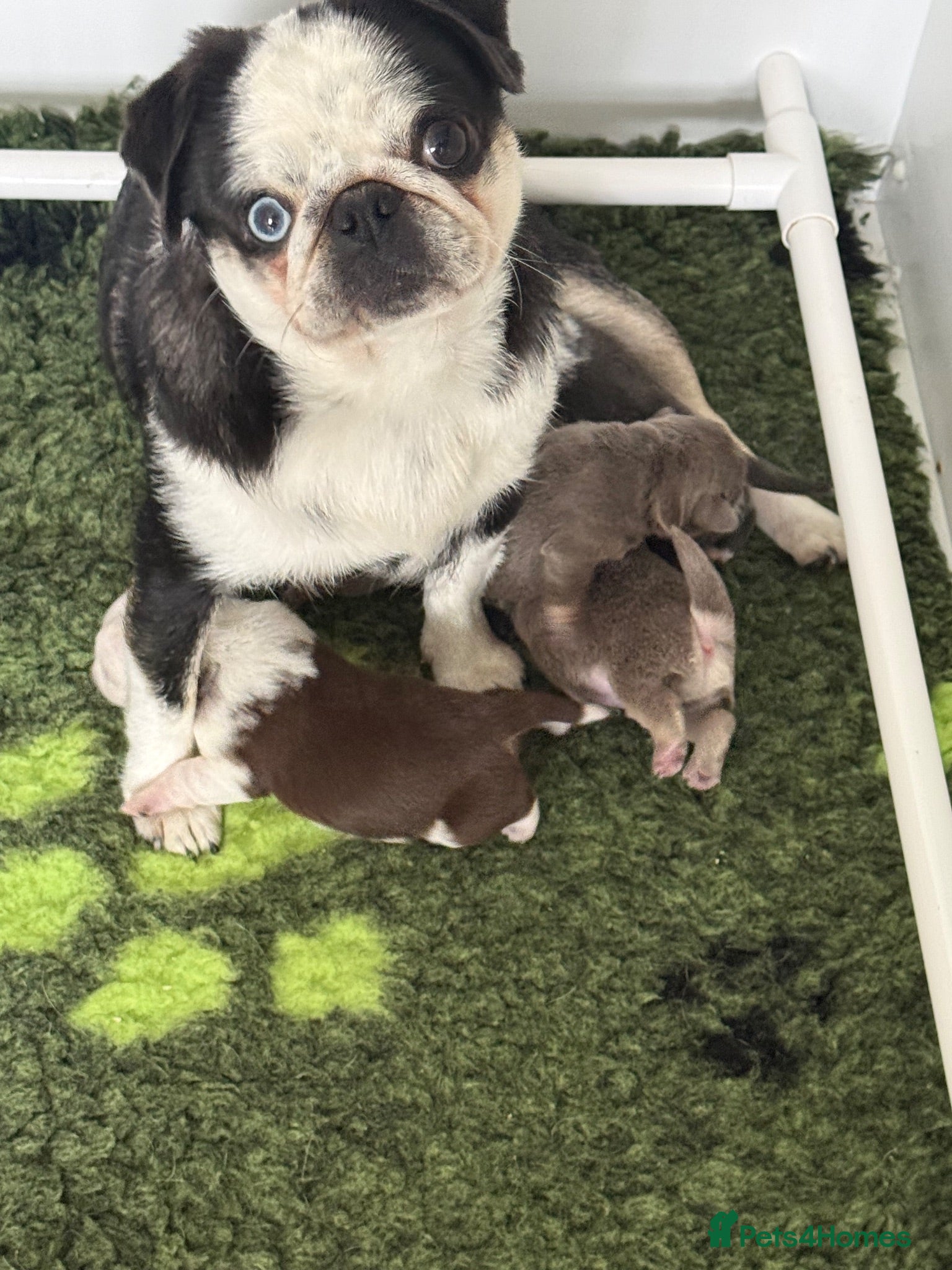 Pug dogs Kc pug puppies from a 5 star licensed breeder  - Advert 1