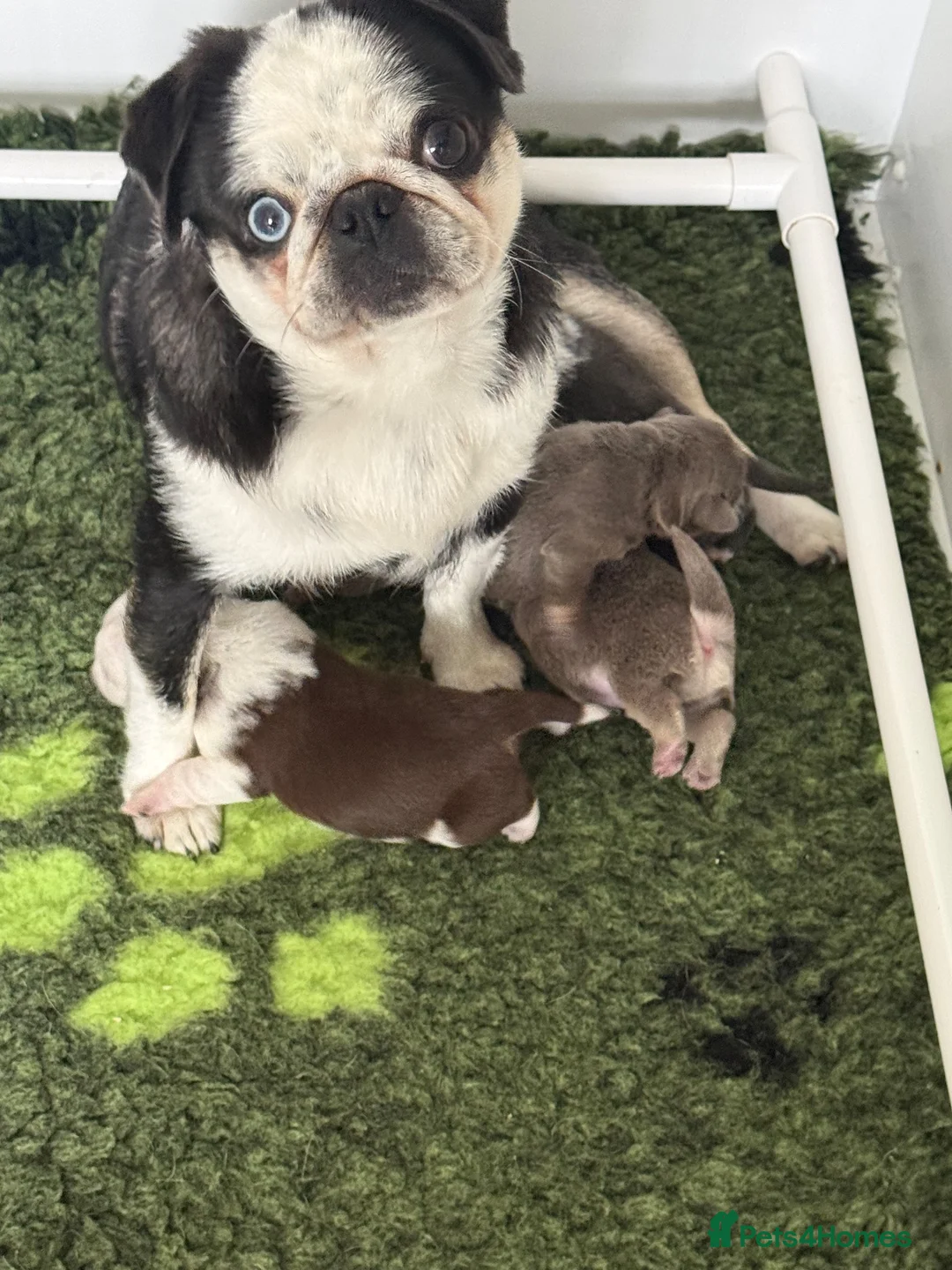 Pug dogs for sale: Kc pug puppies from a 5 star licensed breeder  - Advert 1