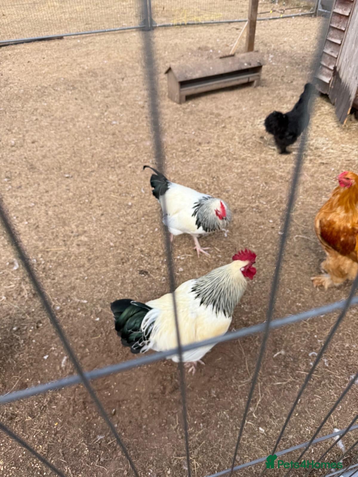 Chickens poultry Light Sussex cockrel - Advert 5