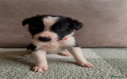 Border Collie dogs for sale: 10 Beautiful Border Collie Puppies - Image 19