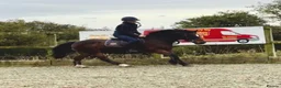 Irish Cob horses for sale: 13.2 mothers dream all rounder  - Advert 8