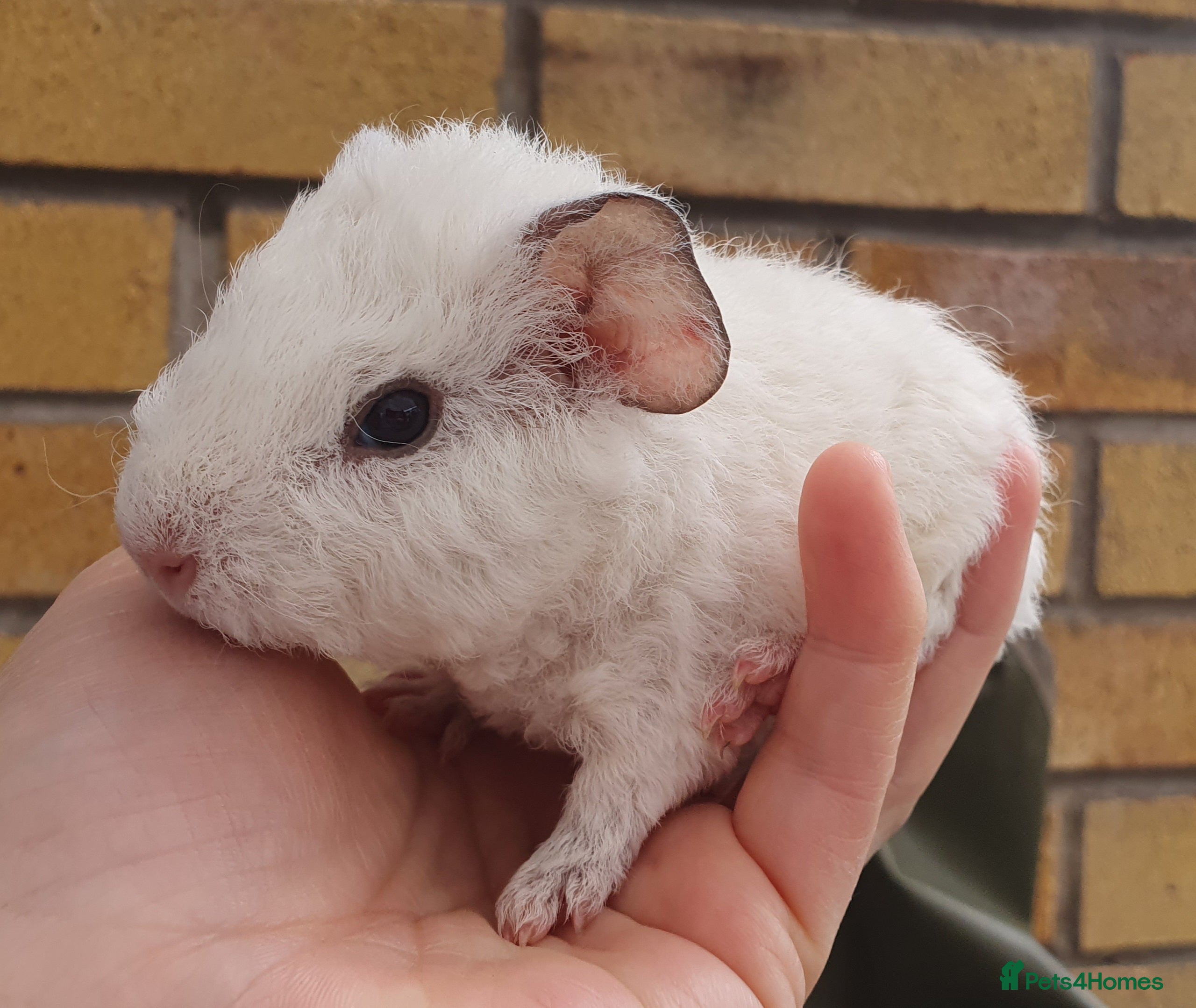Guinea Pig rodents Beautiful guinea pigs  - Advert 2
