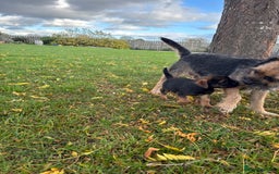 Border Terrier dogs for sale: 🐾 fantastic Border Terrier  - Image 10