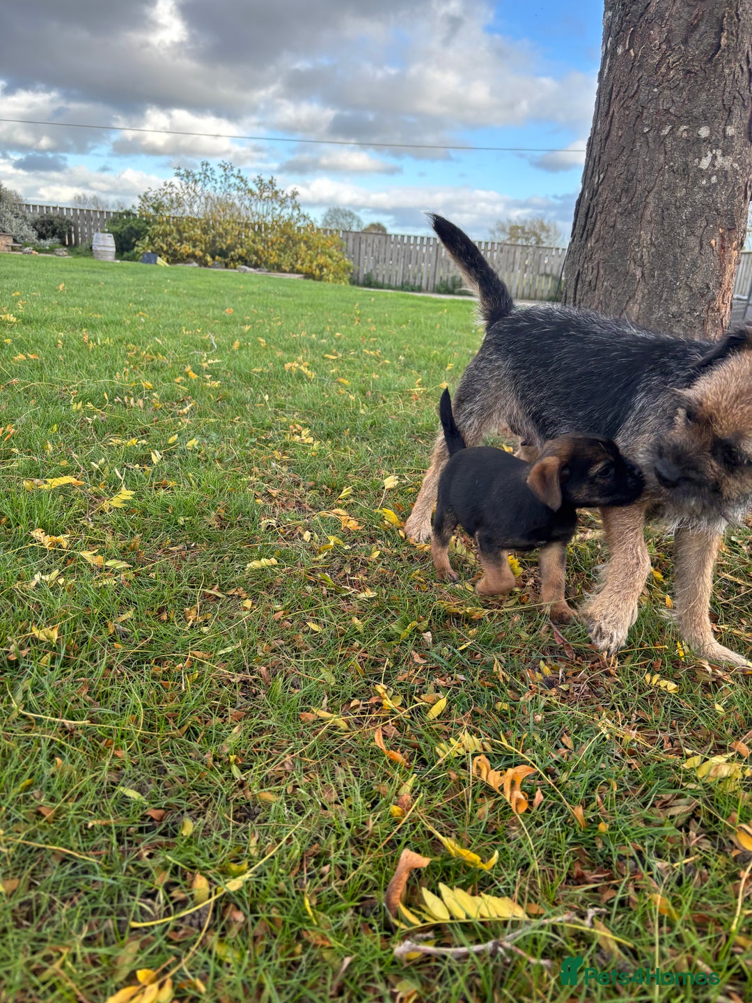 Border Terrier dogs for sale: 🐾 fantastic Border Terrier  - Image 10