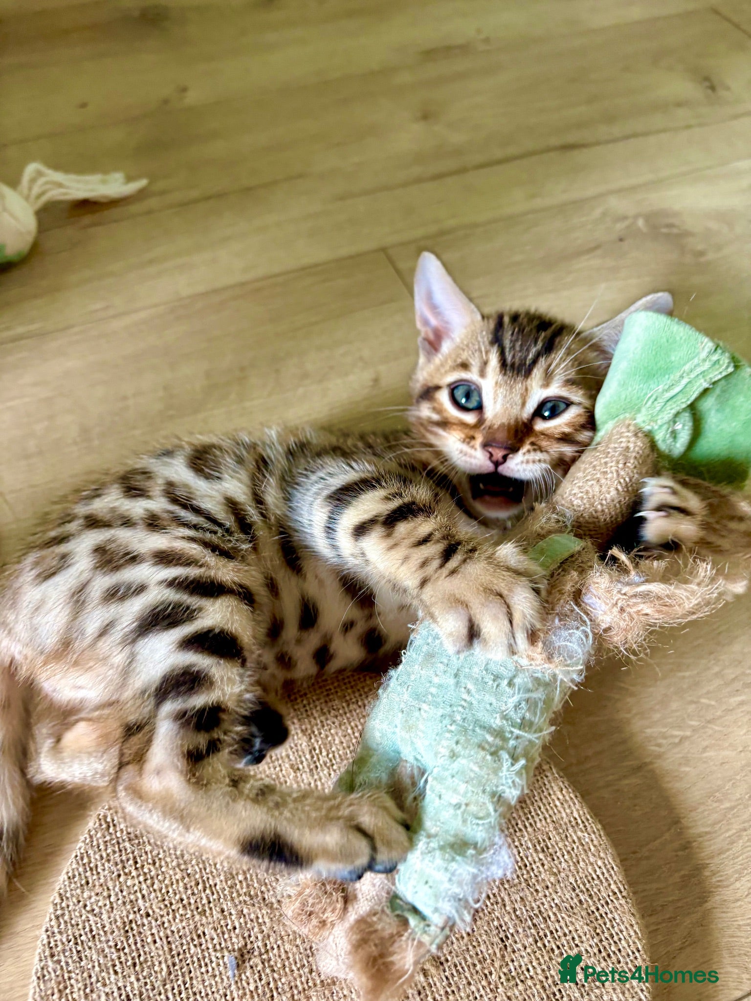 Bengal cats 🩵ONLY ONE BENGAL KITTEN LEFT!🩵 - Advert 1