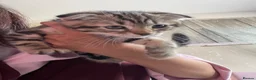 Scottish Fold cats for sale: Scottish fold x tabby kittens - Advert 4