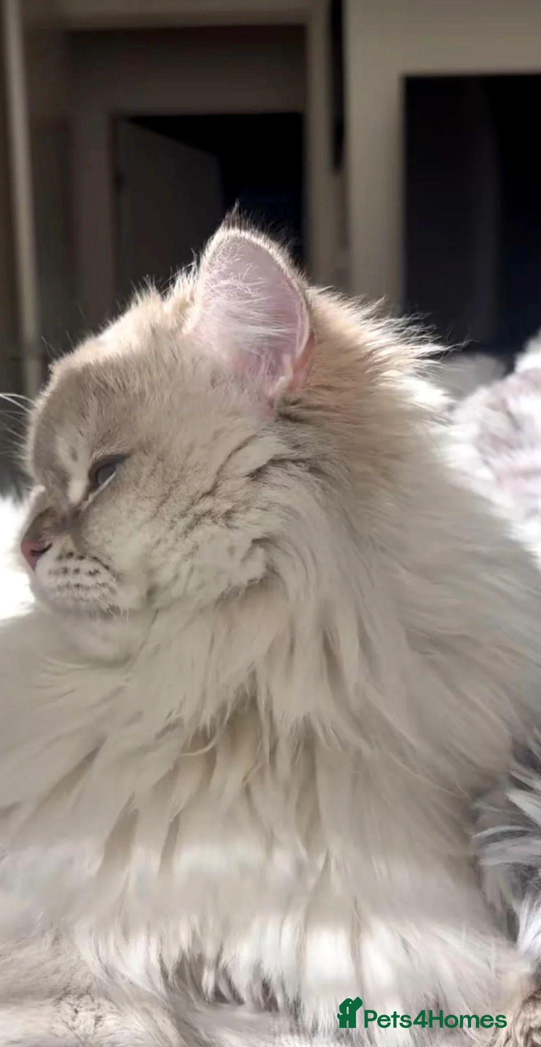 Ragdoll cats for sale: Almost 4 years old ragdoll cat - Advert 2