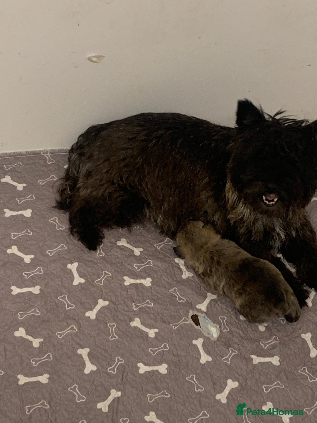 Cairn Terrier dogs for sale: Quality litter KC reg Cairn Terrier Puppies  - Image 11