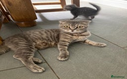 Scottish Fold cats for sale: Beautiful Scottish fold kittens - Image 25