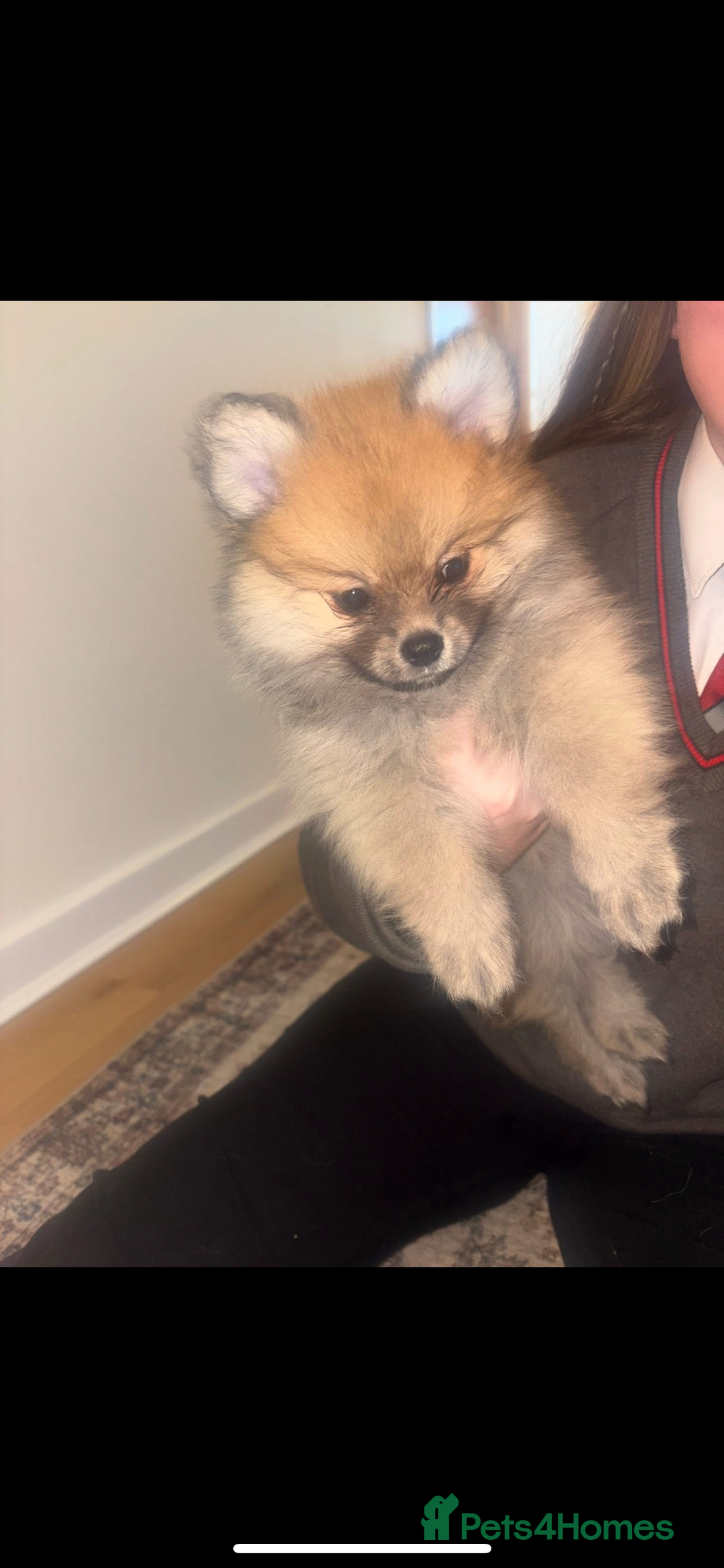 Pomeranian dogs for sale: Ready now***tiny teddy faced Pomeranian baby’s.  - Advert 15