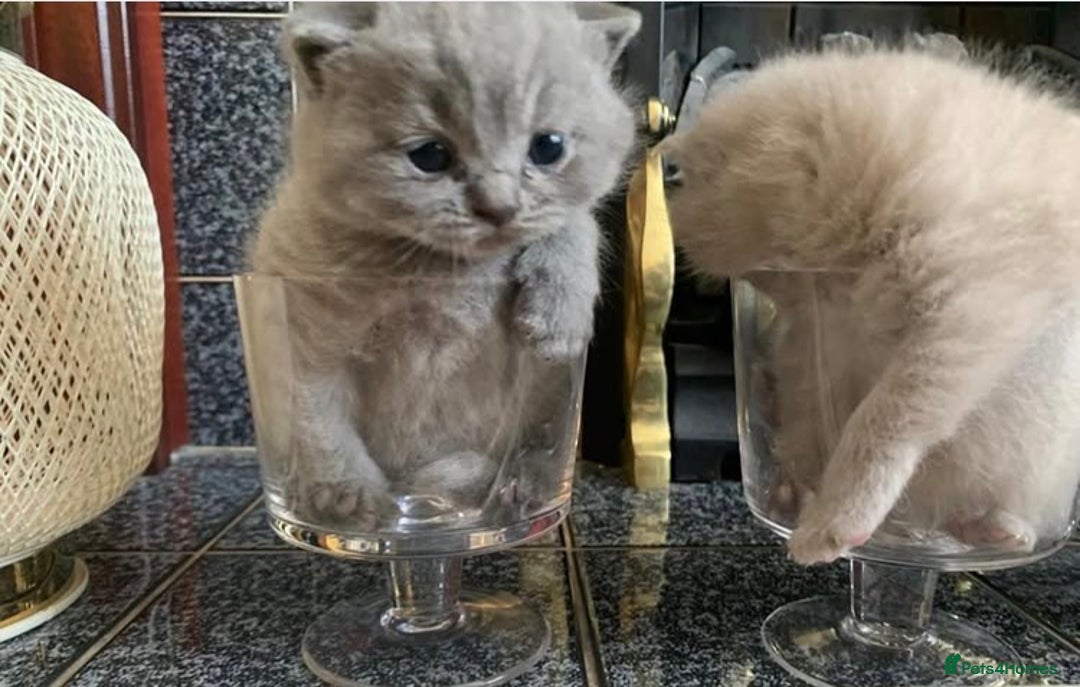 British Shorthair cats for sale: Stunning British Shorthair ready to reserve  - Image 4